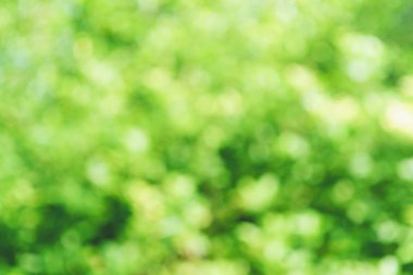 Yeşil doğa doku arka plan bulanıklık 