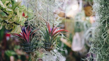 tillandsia çiçek hava bitki Bahçe Dekorasyon için