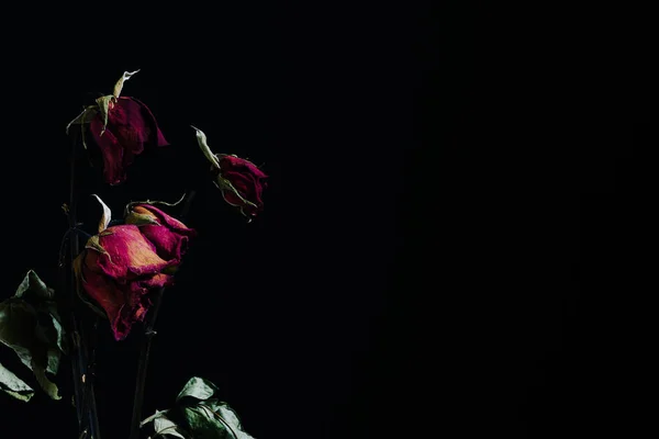 Dramatik solmuş gül vintage sesi kopya alanı ile siyah arka plan üzerine