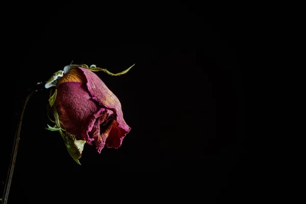 Dramatic Withered Rose Black Background — Stock Photo, Image