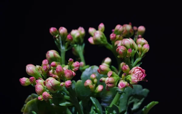 Makro-Nahaufnahme der rosa Blume Kalanchoe tropische Sukkulente — Stockfoto