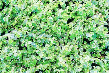 Tropikal bitki desen doku güzel yeşil doğa. Pıtırtı