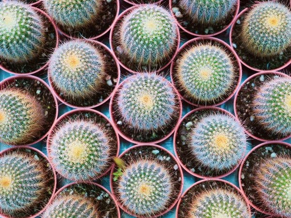Beautiful green nature pattern texture of small cactus plant in — Stock Photo, Image