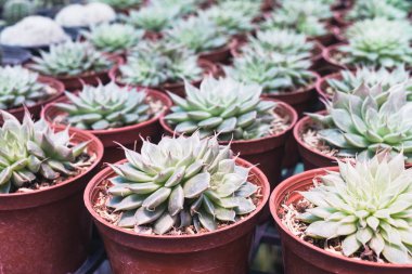 Güzel yeşil doğa desen doku küçük etli bitki 