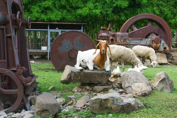 Thailand live stock, sheep, goat and cattle on a field farm at P