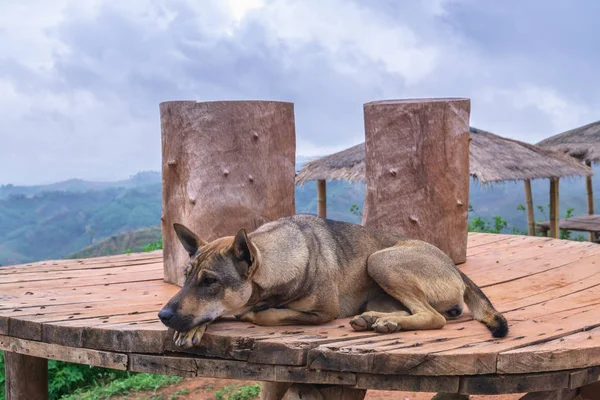 Soledad Tristemente Sin Hogar Abandonado Perro Rural Callejero Durmiendo Perezoso — Foto de Stock