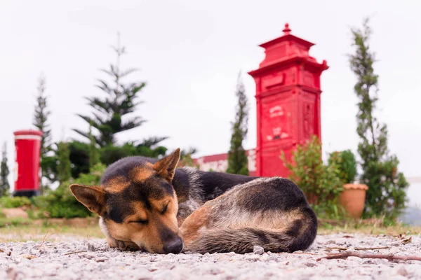 Soledad y tristemente, sin hogar abandonado perro callejero rural sleepi — Foto de Stock