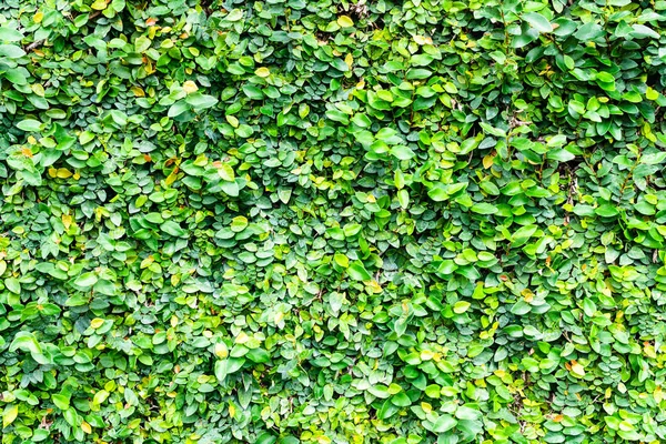 Planta de botões de revestimento ou planta de margarida mexicana padrão de textura backgro — Fotografia de Stock