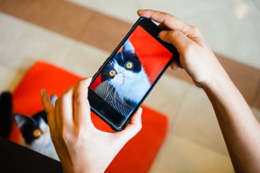 Akıllı telefonlu bir kedinin fotoğrafını çeken biri. Bir cep telefonunun kamerasıyla fotoğraf çekmek. Yerde oturan bir kedinin resimlerini çekmek için akıllı telefon kullanmak..