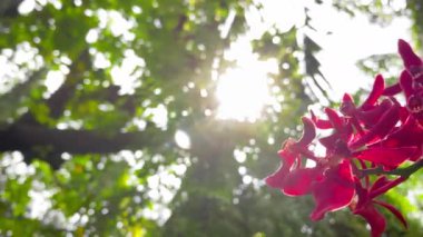Delicately blooming pink orchids on display in the botanical garden with beautiful natural sun beams and lens flare. Summertime Blossom with sun shine.