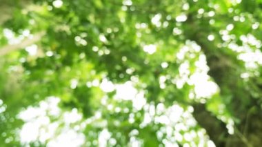 Soyut bulanık yeşillik ve parlak yaz güneşiyle taze ve yeşil ekoloji geçmişi. Yeşil Orman Tropikal Orman Doğa arkaplanına bak,