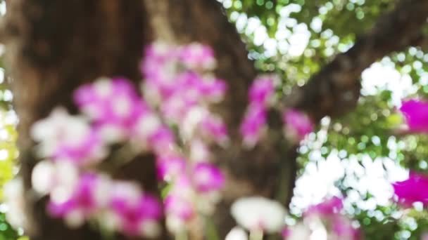 兰花树状兰花的转移焦点拍摄 粉色和白色兰花在自然界中模糊了绿色的自然背景 夏季背景 一束花 自然背景 — 图库视频影像