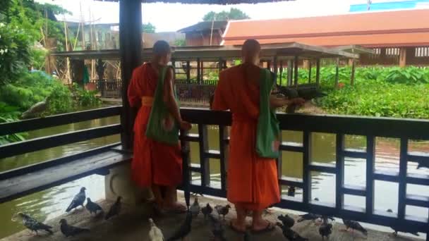 Dois monges budistas alimentando pombos no terreno do templo — Vídeo de Stock