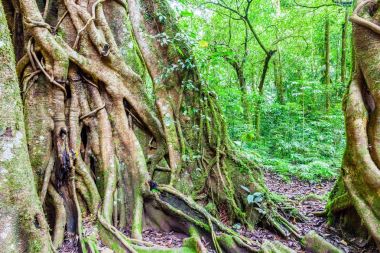 Tropikal yağmur ormanları içinde ağaç