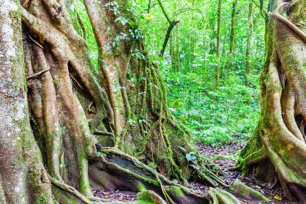 Tropikal yağmur ormanları içinde ağaç