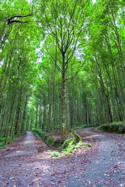 Bali Botanik Bahçesi