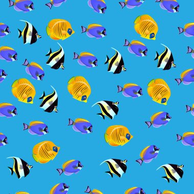 Mağribi Idol balık gösterimi