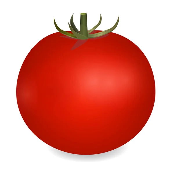 Illustration réaliste de tomate — Image vectorielle