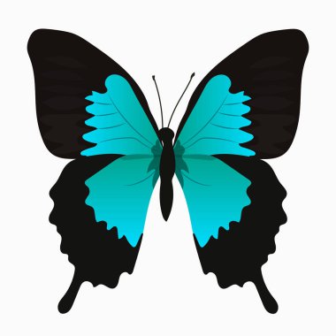 renkli kelebek çizimi