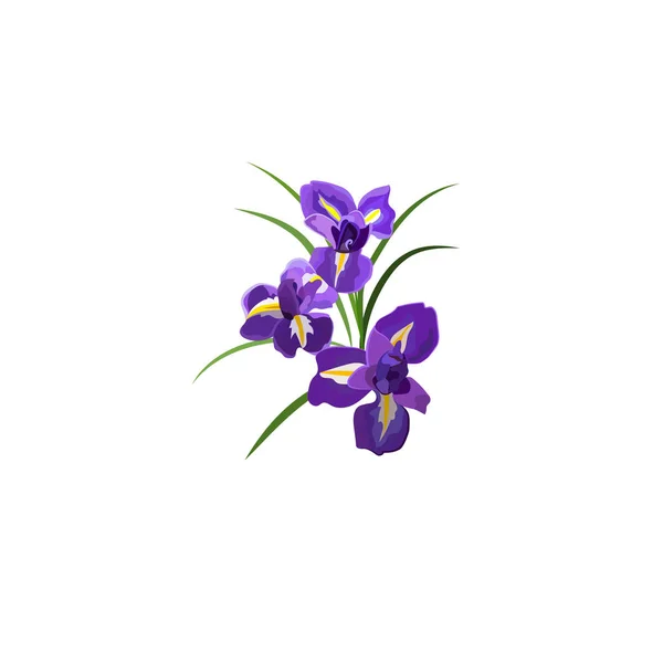 Lila Irisblüten — Stockvektor