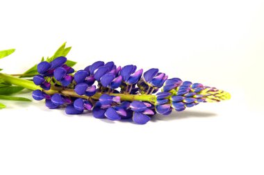 Mor lupin stüdyo çekim