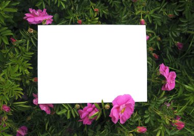 yaban gülü veya çiçek