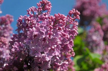 Çiçek açan leylağın bahar dalı