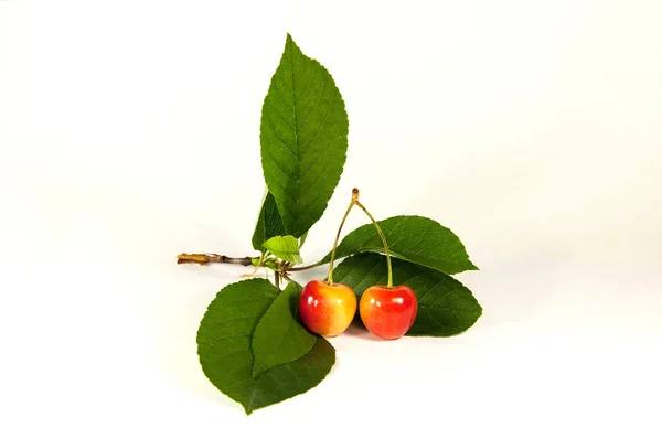 Cereza aislada de muy alta calidad con hojas — Foto de Stock