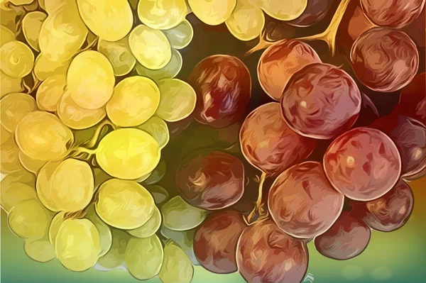 Watercolor of grape — Stock Photo, Image