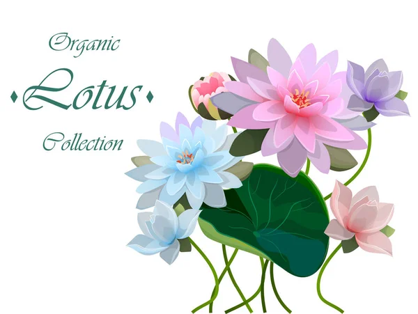 Illustration der Lotusblume — Stockvektor