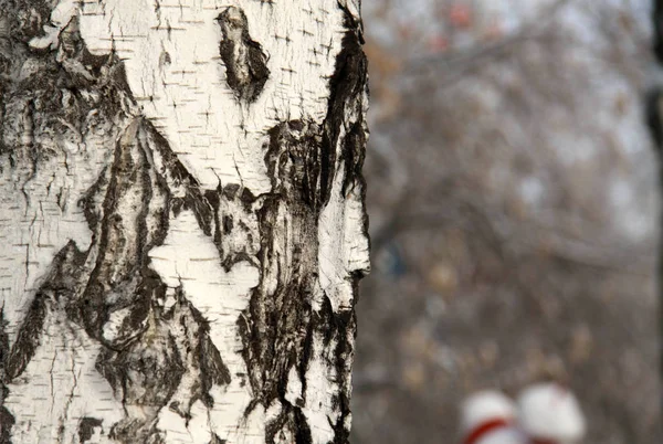 Árbol de abedul de invierno — Foto de Stock