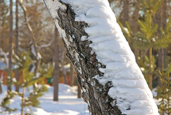 Árbol de abedul de invierno — Foto de Stock