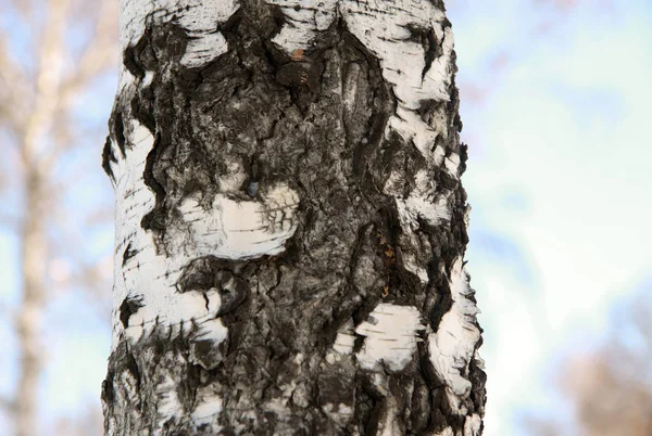 Árbol de abedul de invierno — Foto de Stock