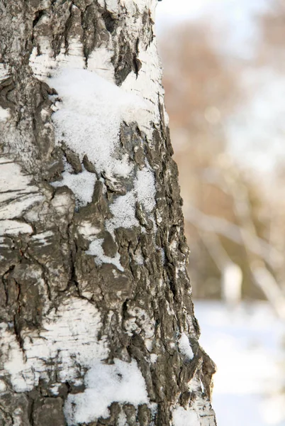 Árbol de abedul de invierno — Foto de Stock