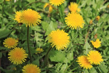 Sarı dandelions bahar yeşil sahada