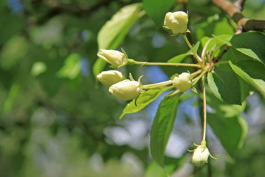 Çiçekler ilkbaharda elma ağacının