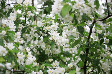 Çiçekler ilkbaharda elma ağacının