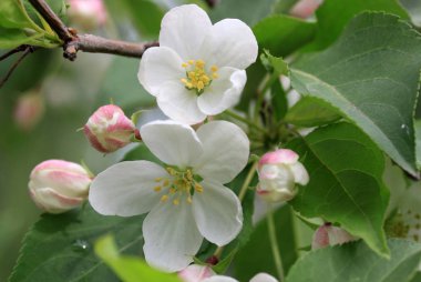 Çiçekler ilkbaharda elma ağacının