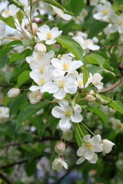 Çiçekler ilkbaharda elma ağacının