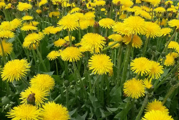 Dientes de león amarillos en el campo verde en primavera —  Fotos de Stock