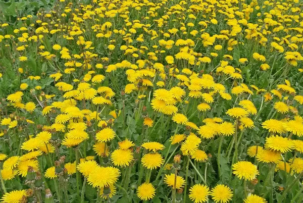 Dientes de león amarillos en el campo verde en primavera —  Fotos de Stock