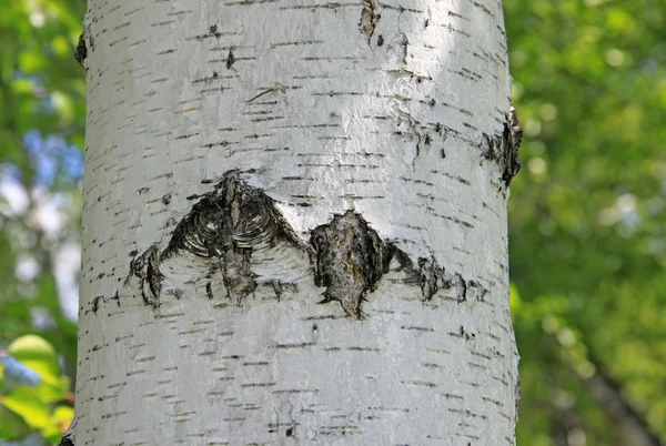 Tronco de abedul en la naturaleza — Foto de Stock