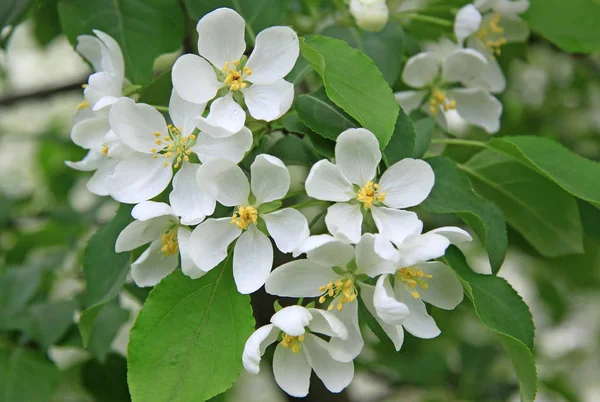 Fleurs du pommier au printemps — Photo