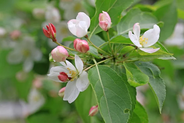 Bloemen van de appelboom in het voorjaar — Stockfoto