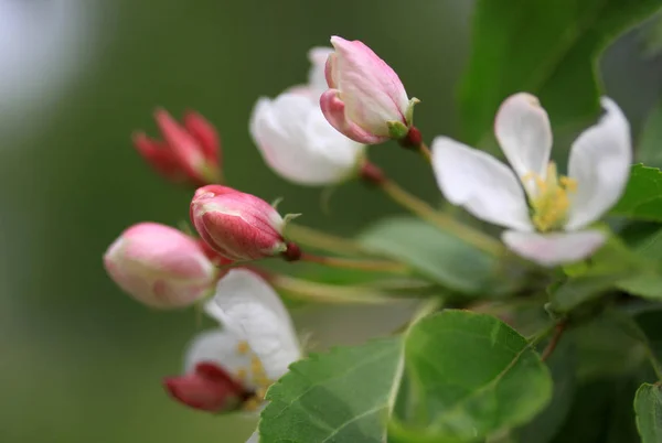 Flores del manzano en primavera — Foto de Stock