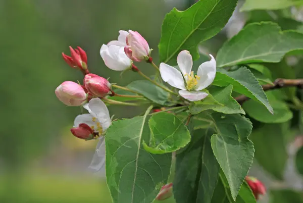Bloemen van de appelboom in het voorjaar — Stockfoto
