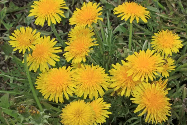 Dandelions amarelos no campo verde na primavera — Fotografia de Stock