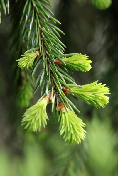 Young fir tree branch in spring time — Stock Photo, Image