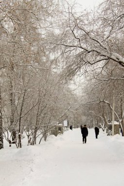 Ağaçların kış Sibirya Park