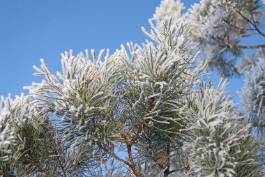 Kar ve buz kaplı Göknar ağacı dalı
